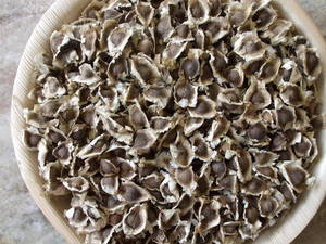 MORINGA SEED