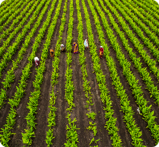 Field Image