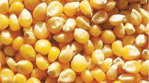 Maize