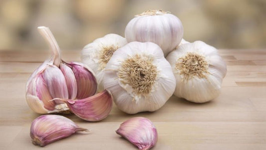 GARLIC