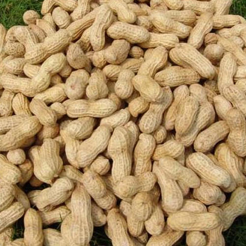 Cashew Nuts
