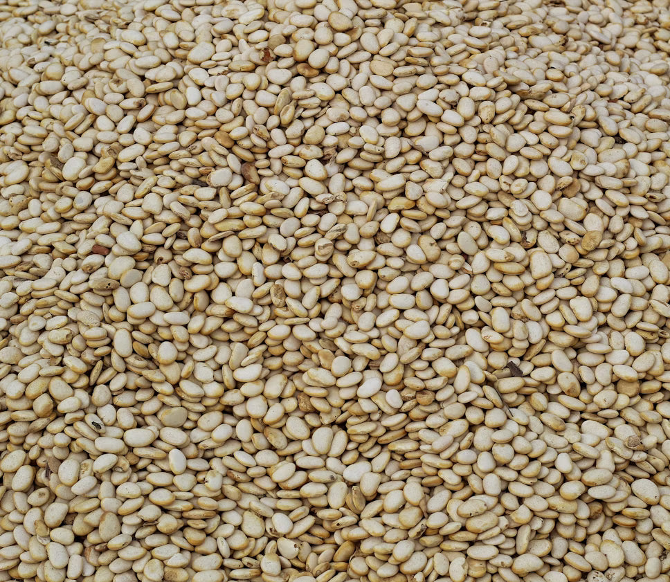 SESAME SEED