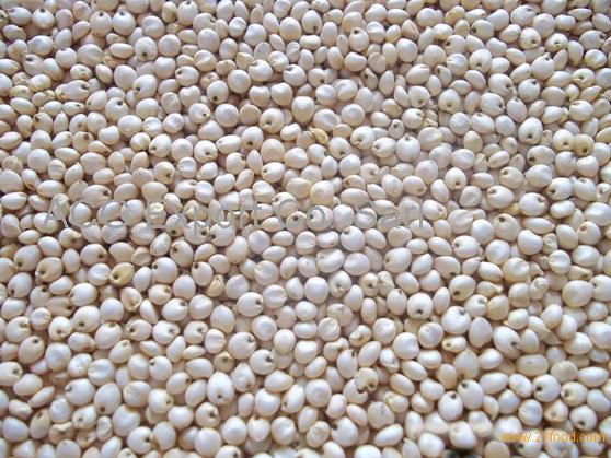 SORGHUM