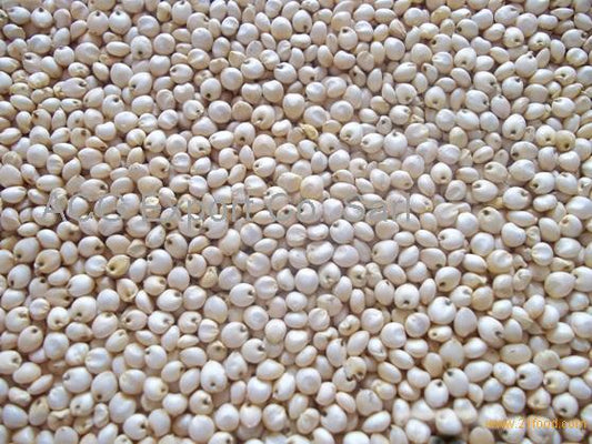 SORGHUM