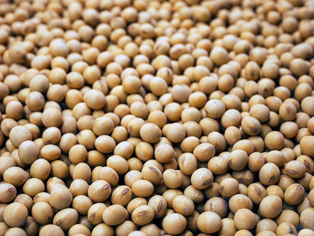 SOY BEANS