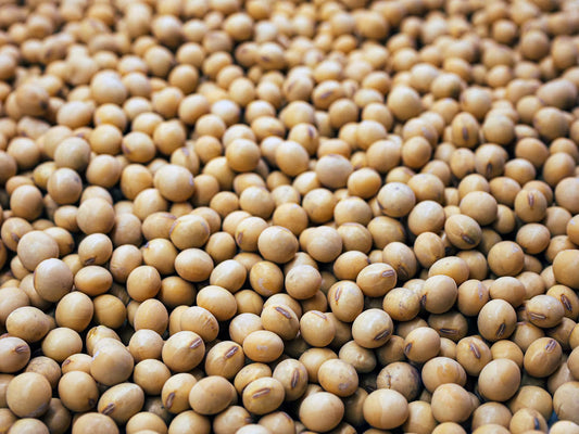 SOY BEANS
